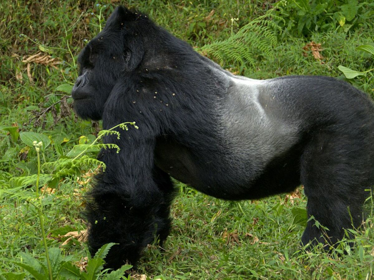 How high is a gorillaʼs testosterone?
