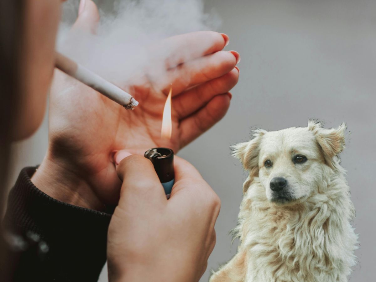 Is a Smoker in Your House Killing Your Dog?